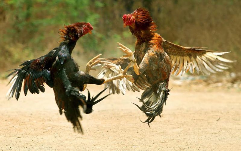 Tỷ lệ thưởng cực khủng khi chiến kê chiến thắng